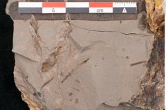 Foto (Detailansicht) von Plantae indet.  (NHMW-GEO-2024-0188-11551)